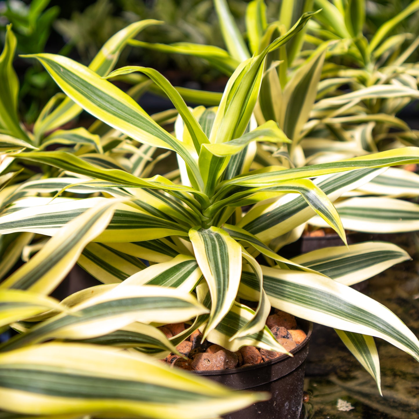 Dracaena reflexa S.o.India