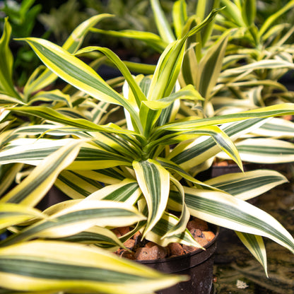 Dracaena reflexa S.o.India