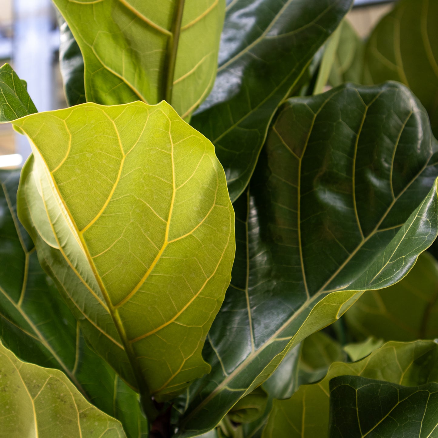 Ficus lyrata