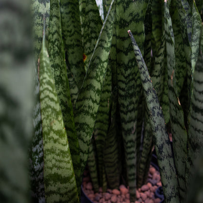 Sansevieria Kirkii