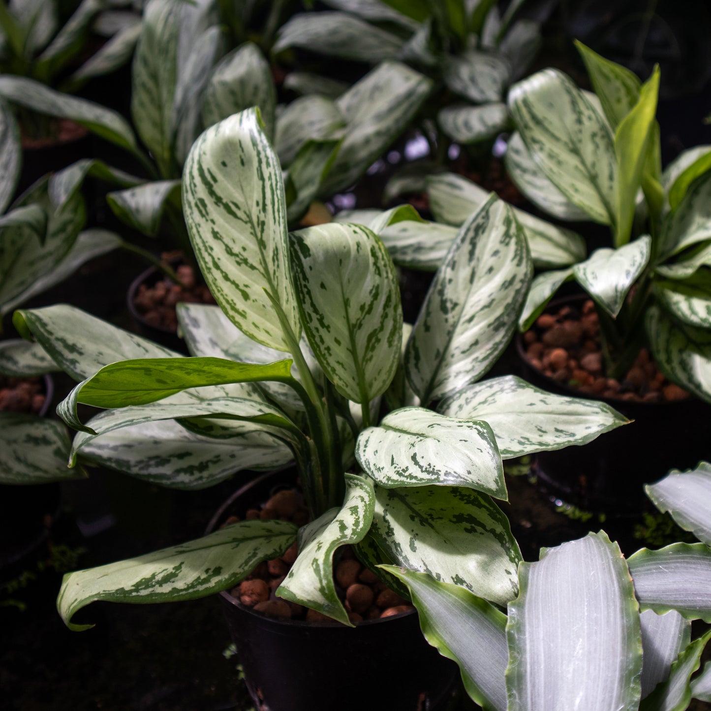 Aglaonema Freedman