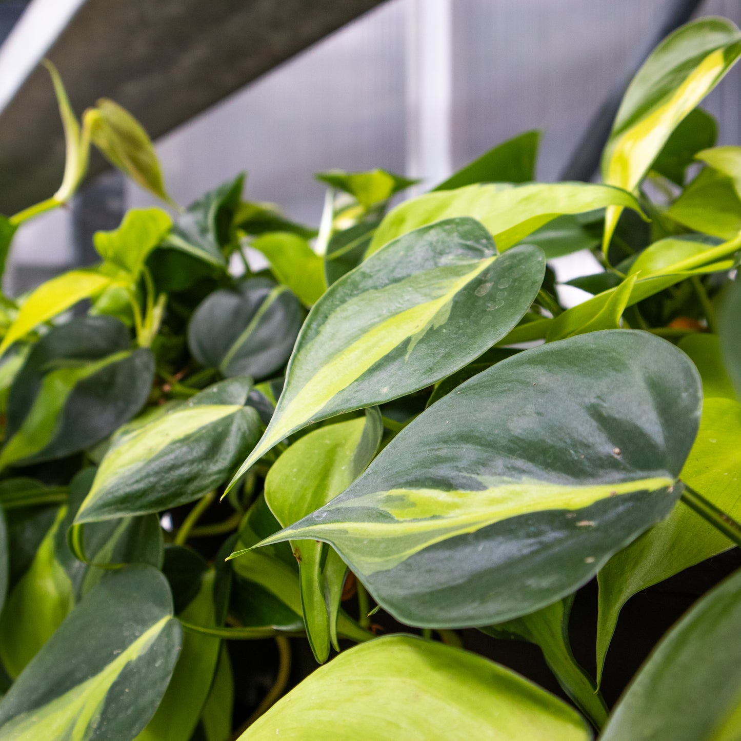 Philodendron scandens variegata