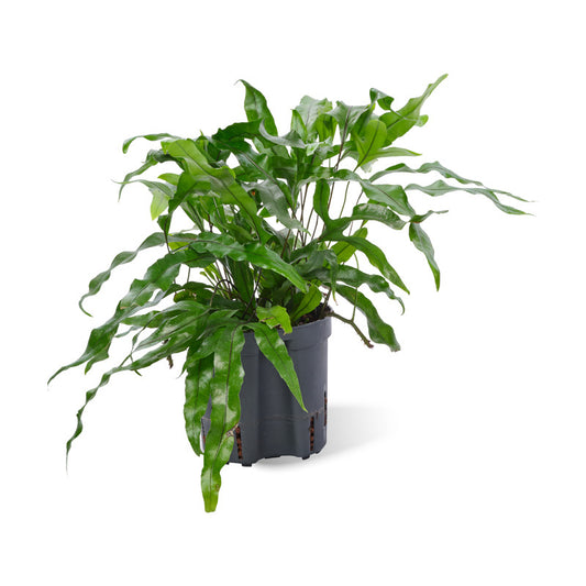 Microsorum diversifolium