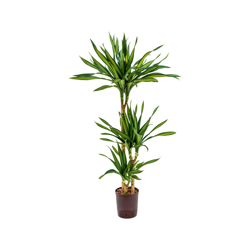 Dracaena der Janet Craig