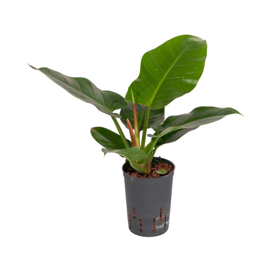 Philodendron Imp. Green