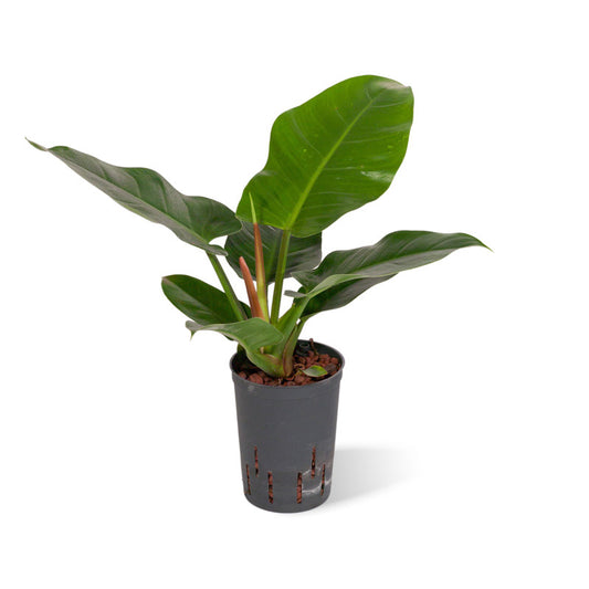 Philodendron Imp. Green