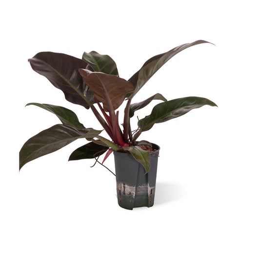 Philodendron erub. Imp. Red