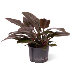 Philodendron erub. Imp. Red