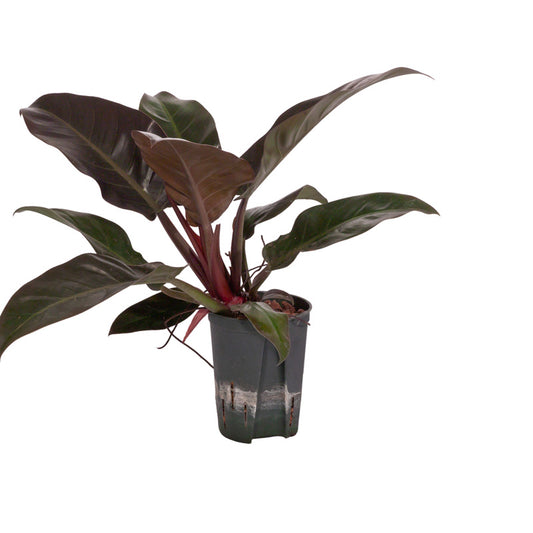 Philodendron erub. Imp. Red