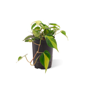 Philodendron scandens variegata