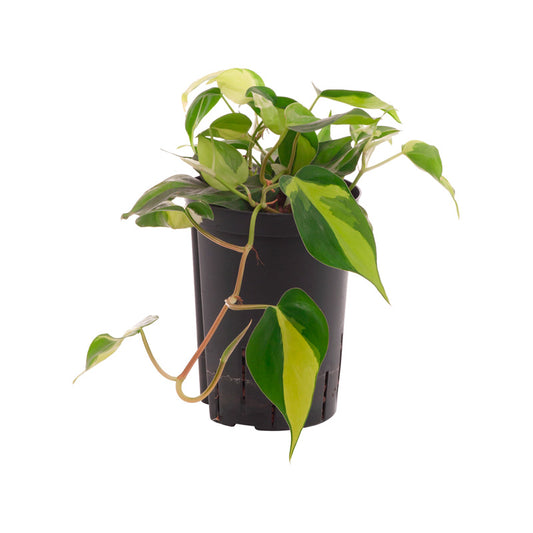 Philodendron scandens variegata