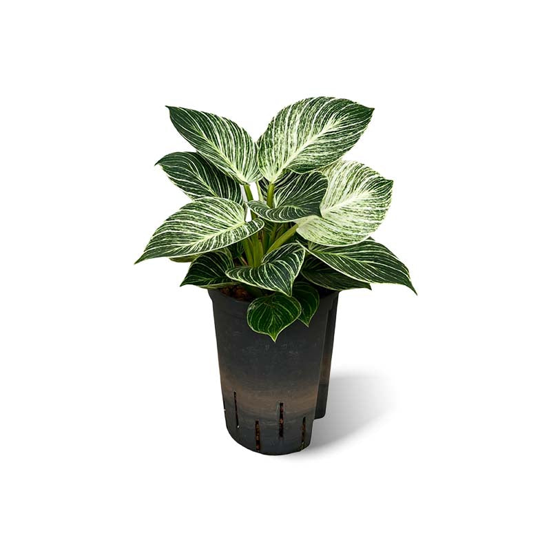 Philodendron white wave