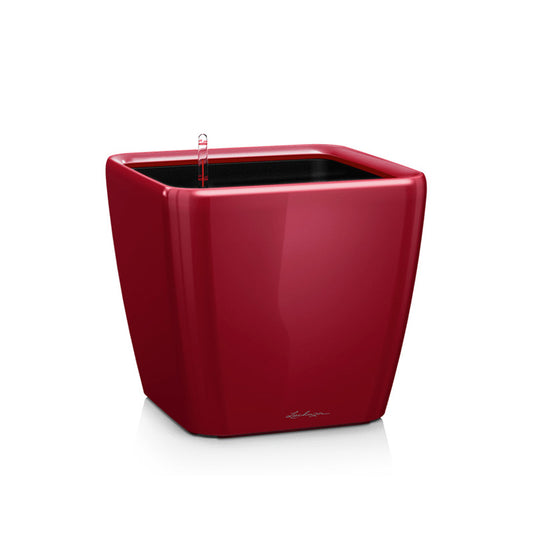 Lechuza Quadro scarlet rot