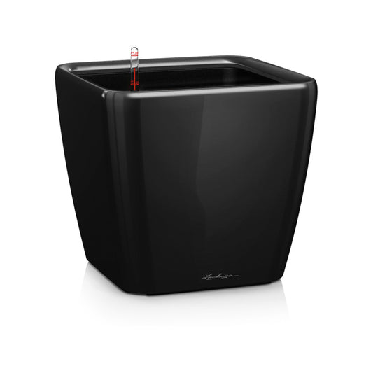 Lechuza Quadro schwarz