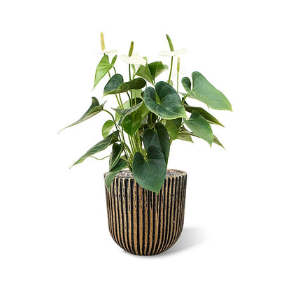 Risco Topf gold