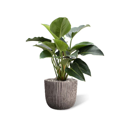 Risco Topf grau-schwarz