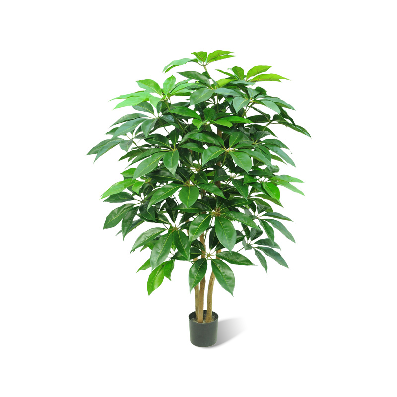 Schefflera amate künstlich