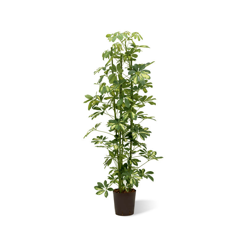 Schefflera Gold Capella