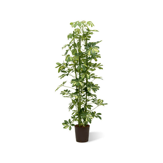 Schefflera Gold Capella