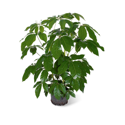 Schefflera amate
