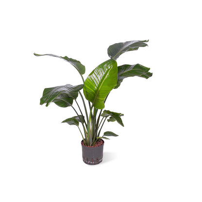 Strelitzia nicolai