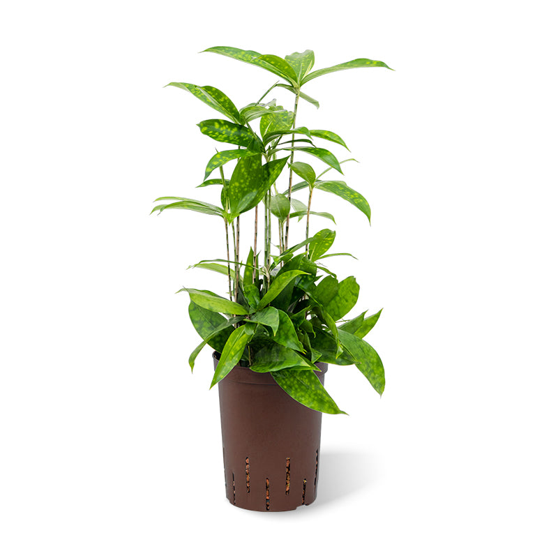 Dracaena surculosa