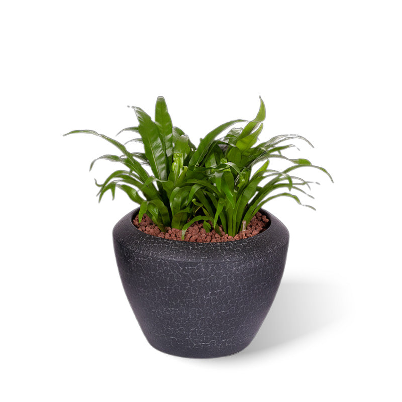 Java Topf schwarz