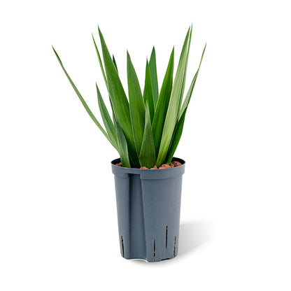 Yucca elephantipes