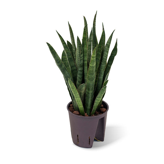 Sansevieria Kirkii