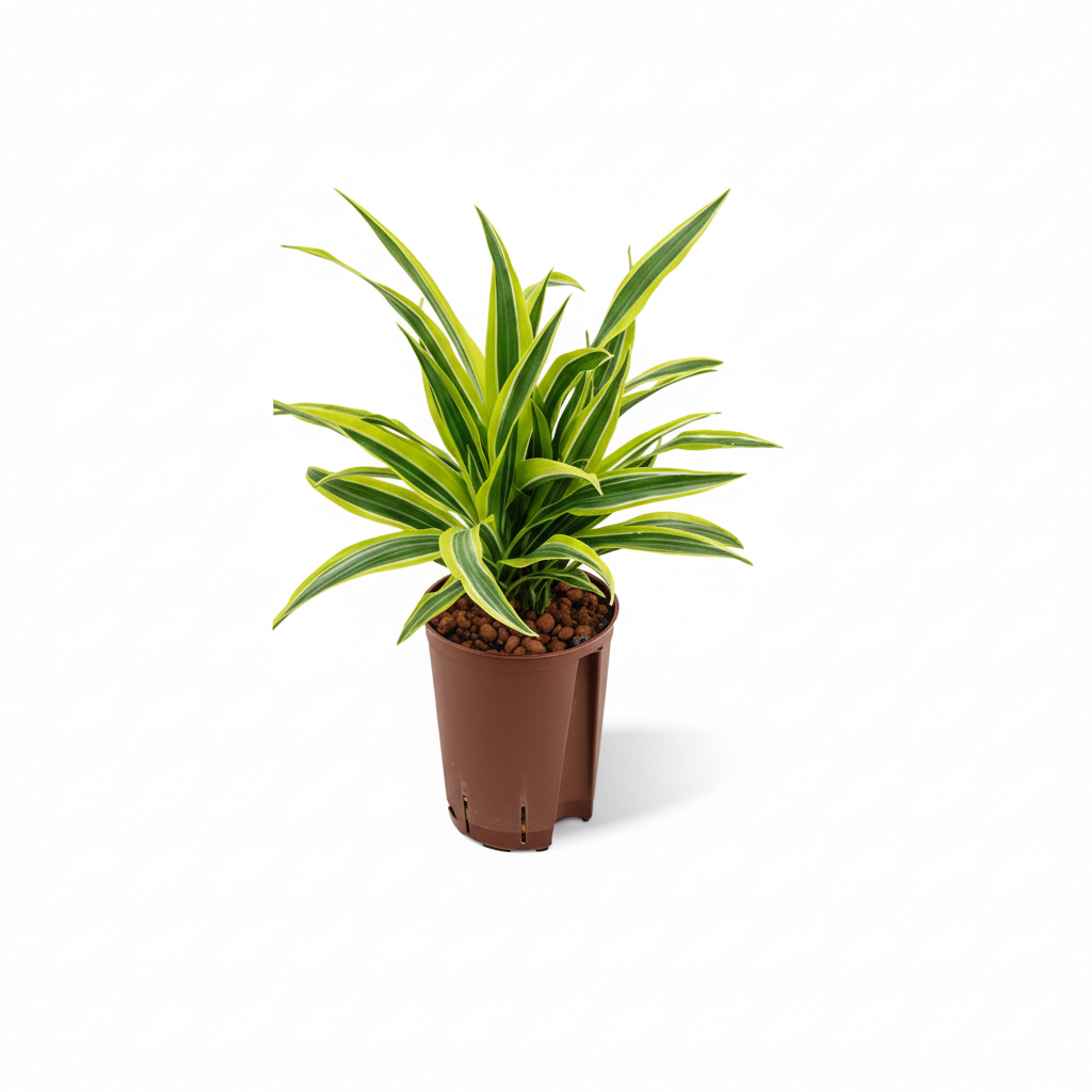 Dracaena der. Lemon Line
