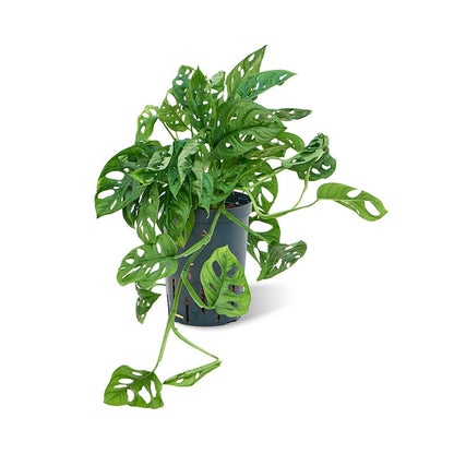 Monstera Obliqua