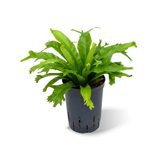 Asplenium Amy