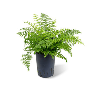 Asplenium Parvati