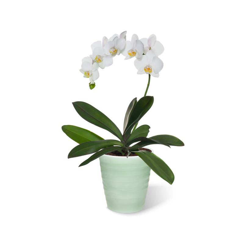 Wave Orchid Ø13 salbeigrün