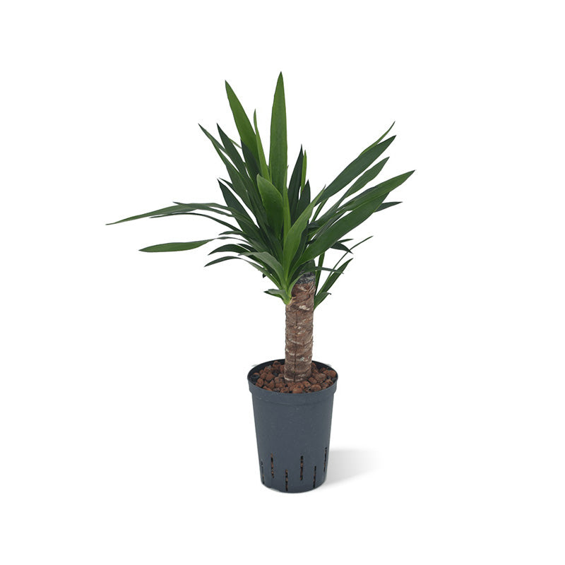 Yucca elephantipes