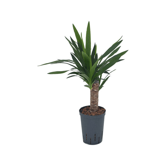 Yucca elephantipes