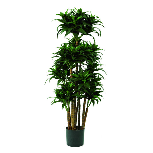 Dracaena fragrans 90 cm, grün