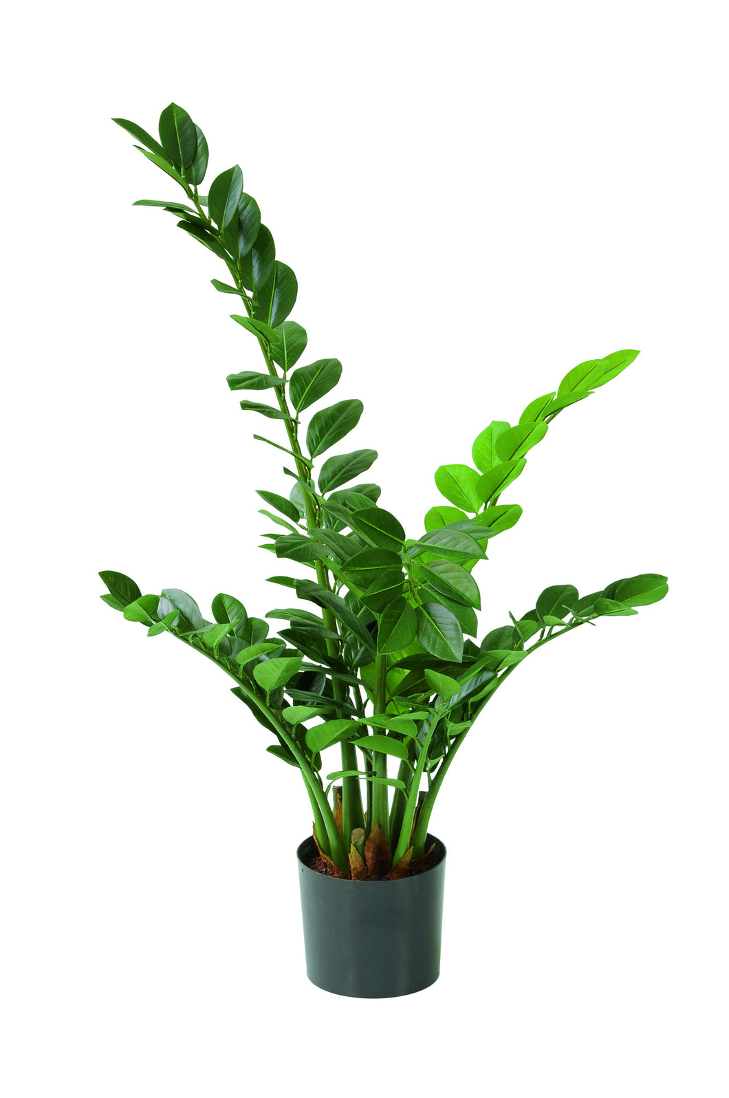 Zamioculcas zamiifolia 110cm