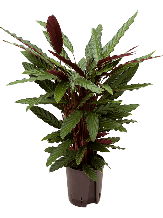 Calathea mix 60 cm