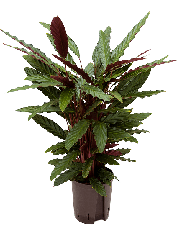 Calathea rufibarba 'Wavestar'