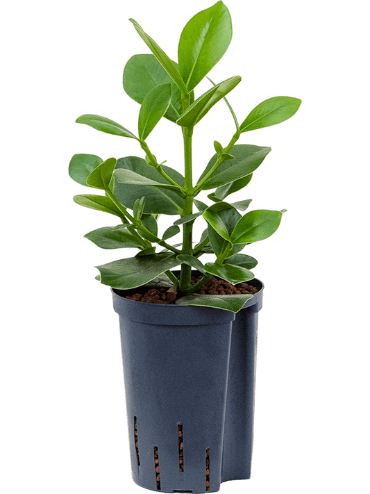Clusia rosea Princess 1pp 60cm
