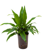 Dracaena der Janet Craig 120cm