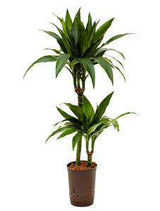 Dracaena der Janet Craig 120cm