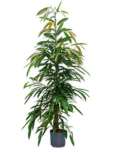 Ficus binn. Amstel King 120cm