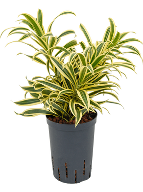 Dracaena (Pleomele) reflexa S.o.India