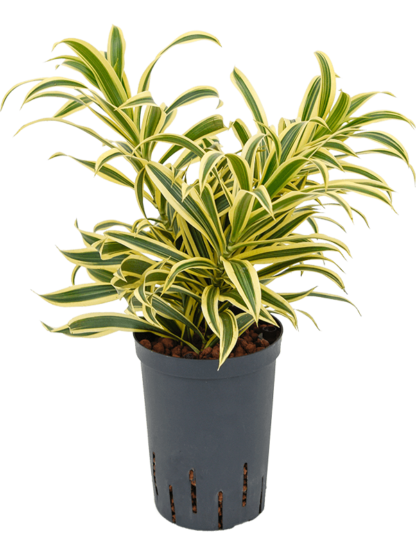Dracaena (Pleomele) reflexa S.o.India
