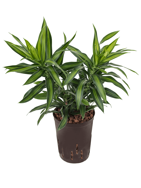 Dracaena ref. S.o.Jamaica  30