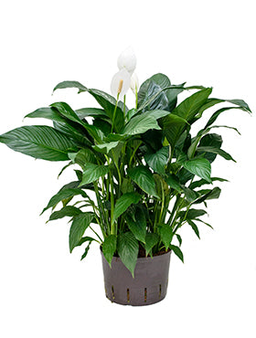 Spathiphyllum floribundum 40cm