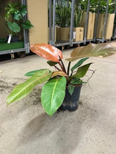 Philodendron Prince of Orange 18/19