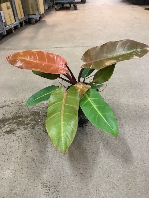 Philodendron Prince of Orange 18/19